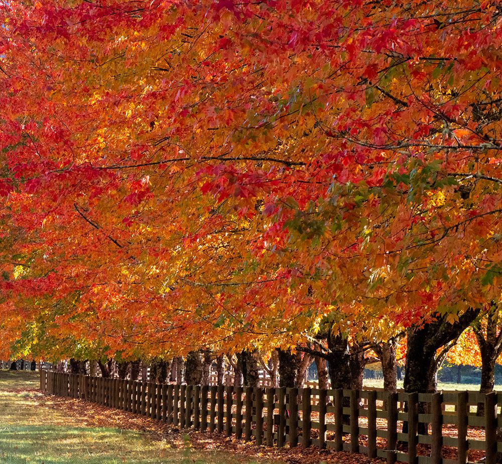 USA-Washington State-North Bend fence and tree lined driveway in fall colors